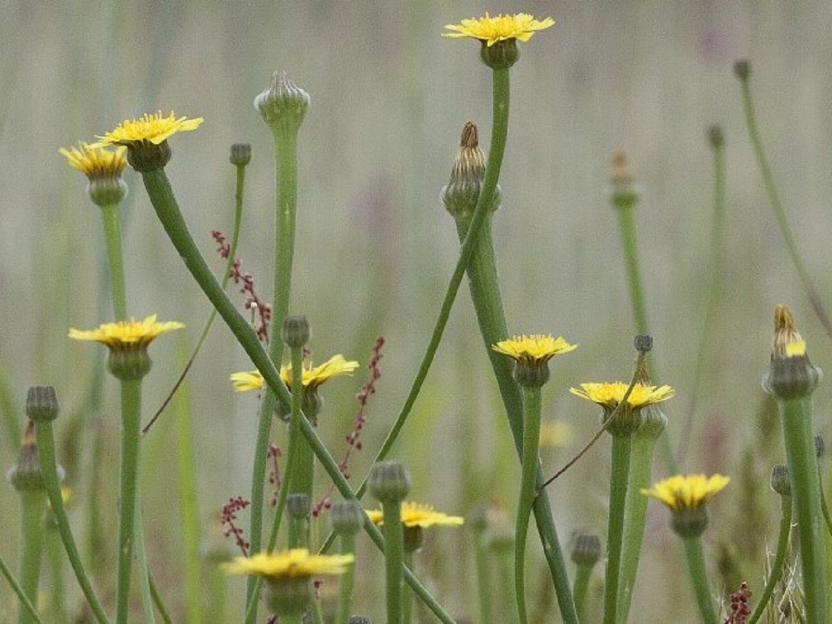 Arnoseris minima (Asteraceae)